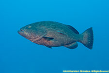 grouper